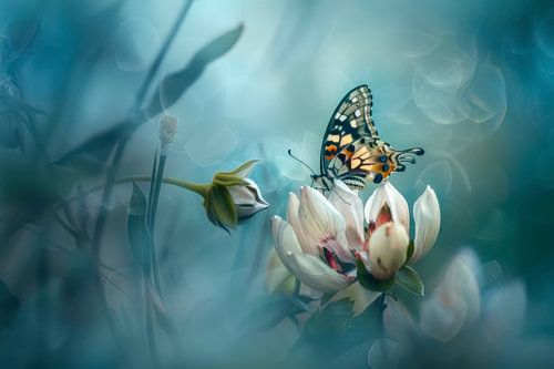 Foto van een vlinder, rustend op een witte bloem