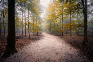 Forêt brumeuse de Mastbos 7