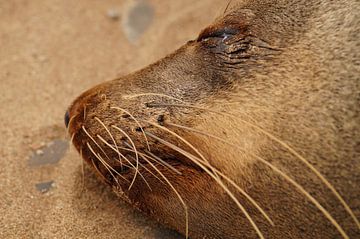 Snoezelende zeehond von Erna Haarsma-Hoogterp