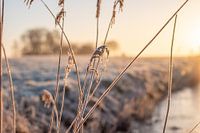 Frost Friesland Hijum Schilf Graben Sunrise
