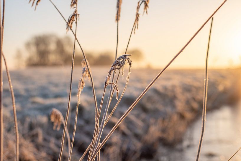 Vorst Friesland Hijum Riet Sloot Zonsopkomst van Wendy de Jong