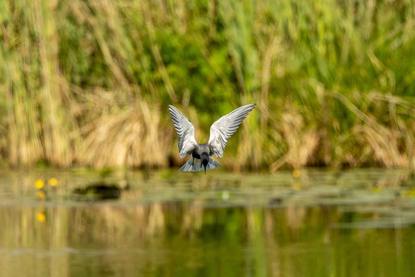 Flying black tern @ Zouweboezem by SchumacherFotografie