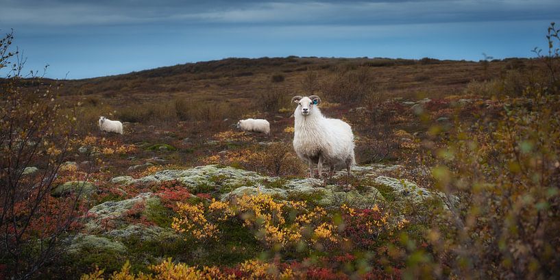 Mouton dans le paysage d'automne par Monique Pouwels