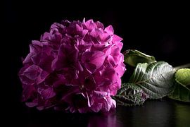 Nature morte avec fleur en couleur sur Roland de Zeeuw