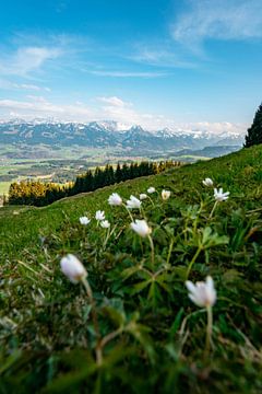 Krokussen in het voorjaar op de Hörner bergketen in Allgäu van Leo Schindzielorz