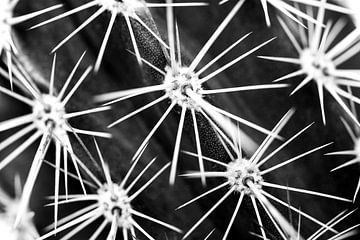 Cactus by Elles Rijsdijk
