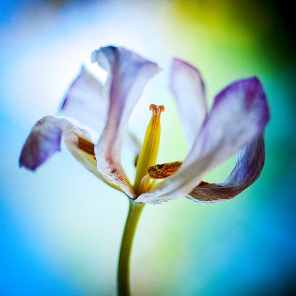 Bonjour Tulip par Jan de Vries