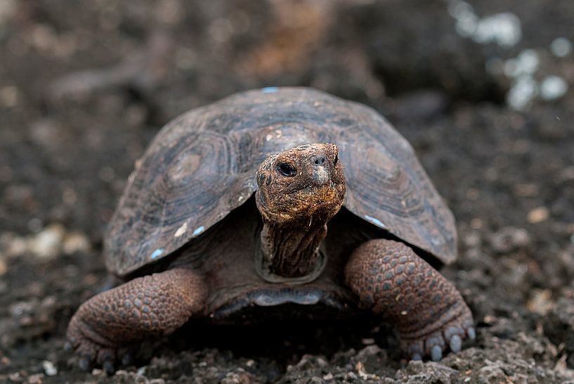 Galapagosreuzenschildpad by Maarten Verhees