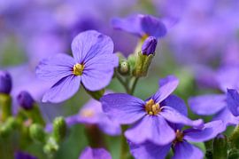 Spring bloomer by Ad Jekel