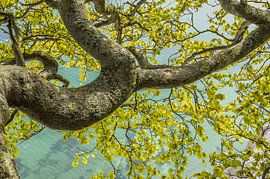 Beuk bij zee op Møn von Johan Kalthof