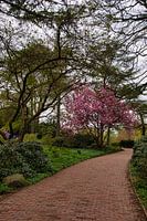 De weg naar de kersenbloesemboom