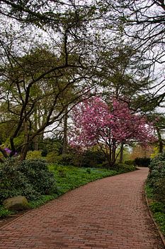 Le chemin vers les cerisiers en fleurs