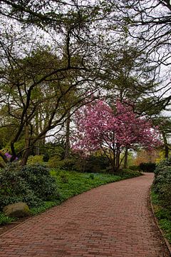 The way to the cherry blossom tree by Elbkind89