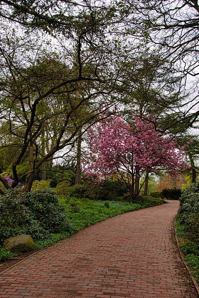 De weg naar de kersenbloesemboom van Elbkind89