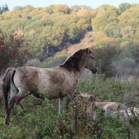 Paarden sur t de bruin