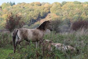 Paarden von t de bruin