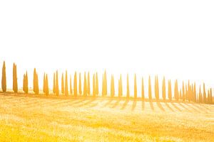 Cipressenlaan met schaduwen, zonsondergang van Rens Kromhout