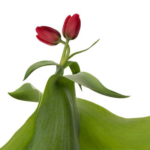 Tulpen: liefde op het eerste gezicht
