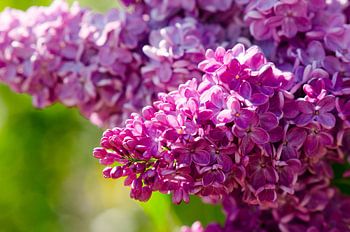Betoverende zomerse bloemen