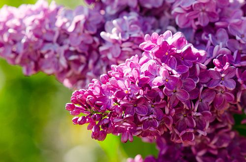 Betoverende zomerse bloemen