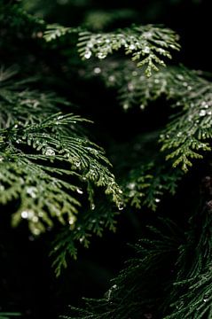 Groen tussen de Schaduwen