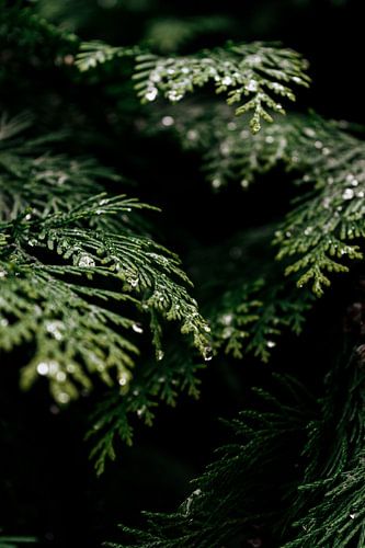 Groen tussen de Schaduwen