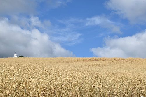 Un champ d'avoine sous un ciel bleu