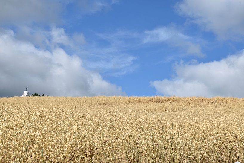 A field of oats under blue skies by Claude Laprise