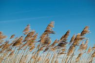 Gras in de wind met blauwe lucht van Koen Bluijs thumbnail