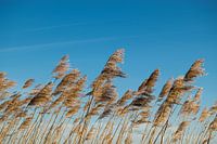 De l'herbe dans le vent avec un ciel bleu