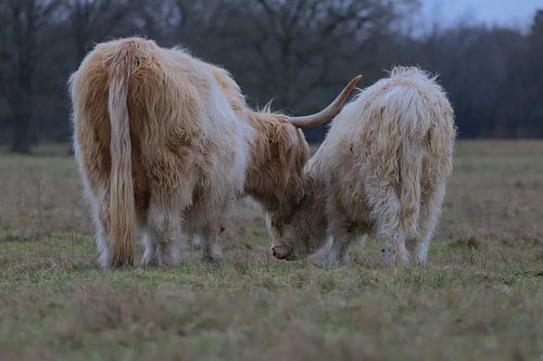 Scottish Highlander mother and calf