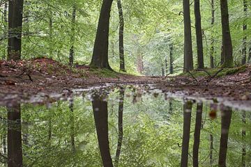 Bos reflectie in een plas water van Cor de Hamer