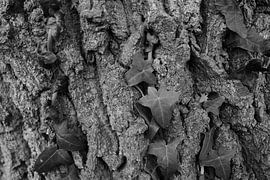 creeper on tree by Joop de Haas
