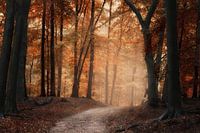 Herbstmorgen