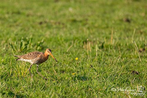 Mannetjes Grutto in de laatste zon van de dag in de Donkse Laagten Nederland
