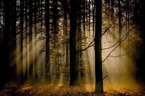 sun's view of autumn