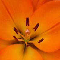 orange tear