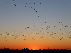 Gänse auf dem Zug über Amsterdam