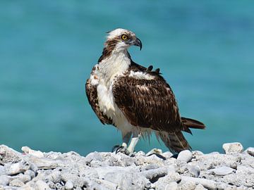 Balbuzard sur une plage de galets sur Pieter JF Smit