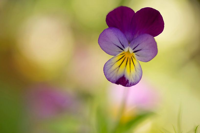 Cheerful coloured pansies by Birgitte Bergman