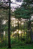 Sonnenuntergang im Wald