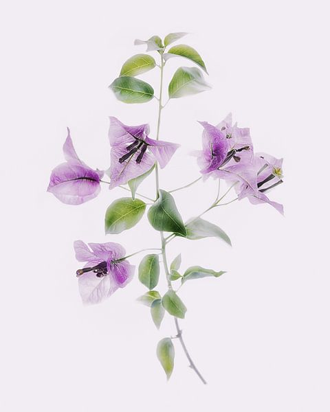 Bouganvillia ganz zart von Anneliese Grünwald-Märkl