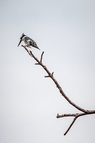 ijsvogel bij de Nijl in Uganda