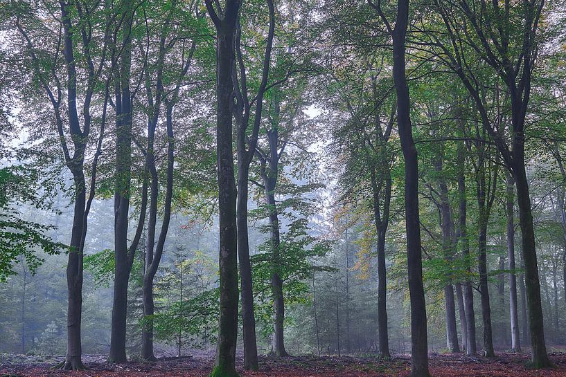 Vormittag im Laubwald von Ad Jekel