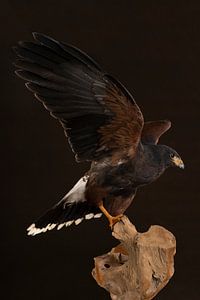 Ein Studioporträt eines Harrisbussards (Parabuteo unicinctus), der auf einem Baumstamm vor einem bra