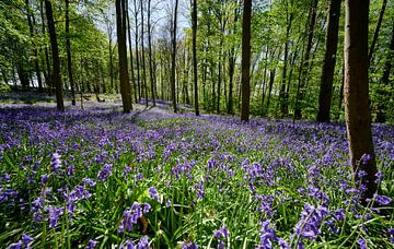 bloeiende bluebells in het bos van Jürgen Ritterbach