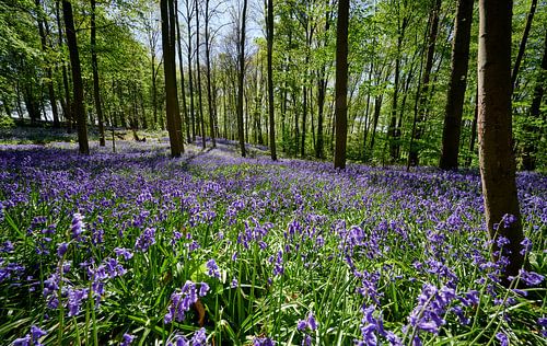 flowering bluebells in the woods by Jürgen Ritterbach