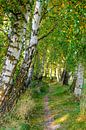 Birkenweg by Ostsee Bilder thumbnail