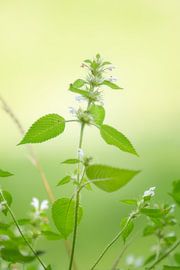 Spring-fresh flower by Miranda Geerts Art