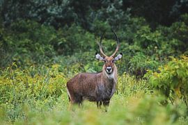 King in green by Bart Hendriks